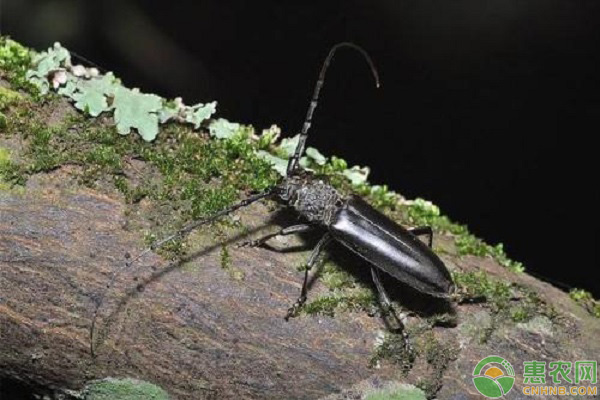 果树虫害薄翅锯天牛如何防治?-图片版权归惠农网所有