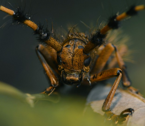 葡萄虎天牛虫害的防治技术要点-图片版权归惠农网所有