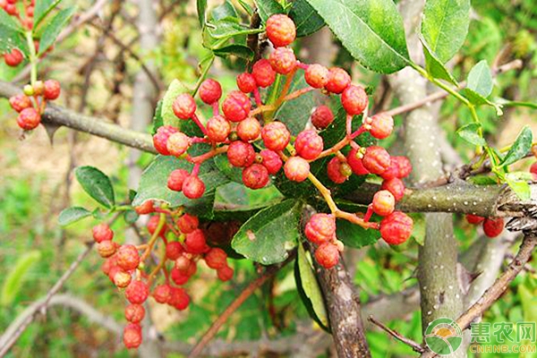 花椒的种植技术要点