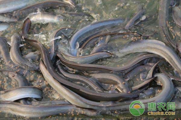 鳗鱼养殖有哪些类型？鳗鱼养殖场该如何选址？