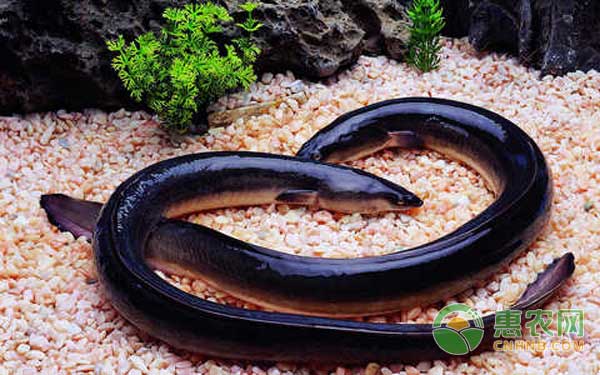 鳗鱼养殖有哪些类型？鳗鱼养殖场该如何选址？