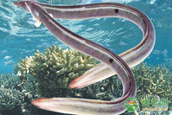 <a href='https://www.cnhnb.com/t/58676.html' class='j-href' target='_blank'><span style='color:#FF8001'>鳗鱼养殖</span></a>有哪些常见疾病？鳗鱼病了怎么治疗？