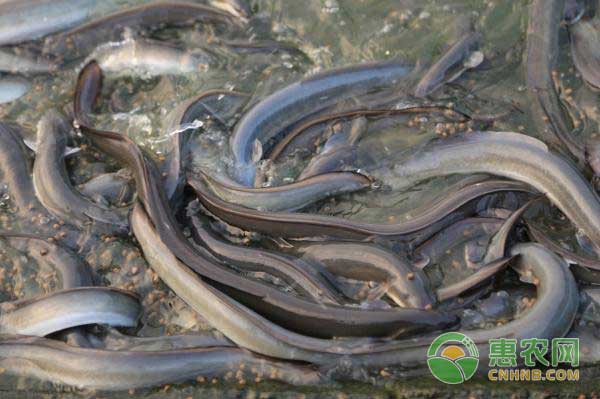 鳗鱼养殖有哪些常见疾病？鳗鱼病了怎么治疗？