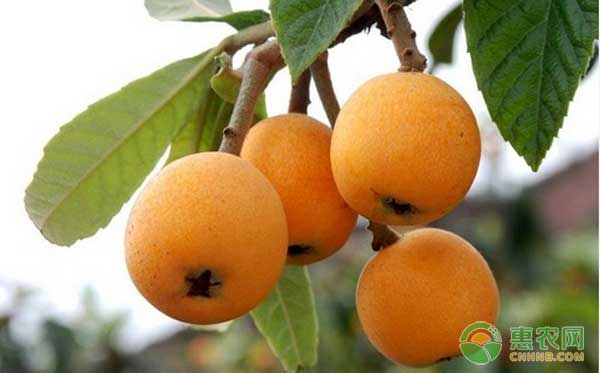 云霄枇杷怎么管理？云霄枇杷种植管理要点