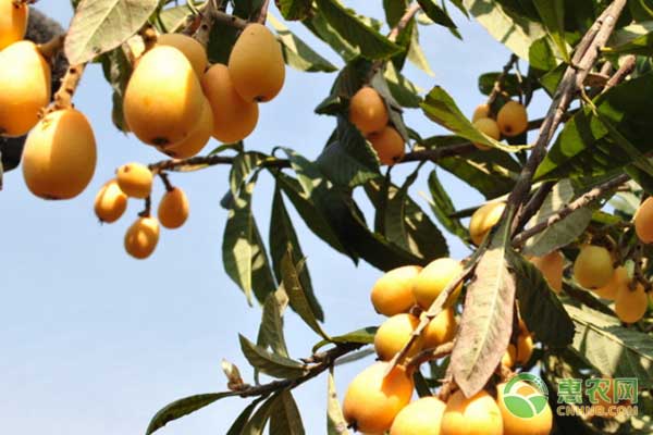 云霄枇杷怎么管理？云霄枇杷种植管理要点