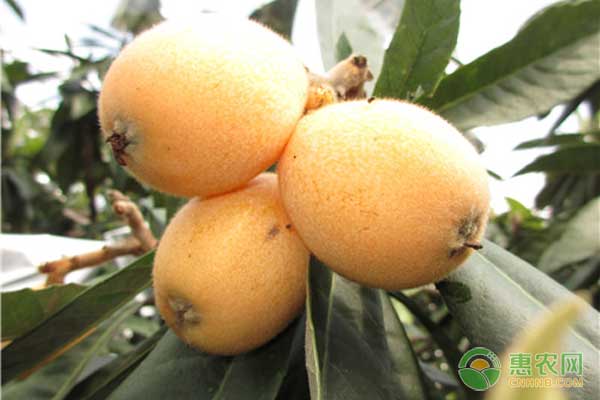 云霄枇杷怎么管理？云霄枇杷种植管理要点