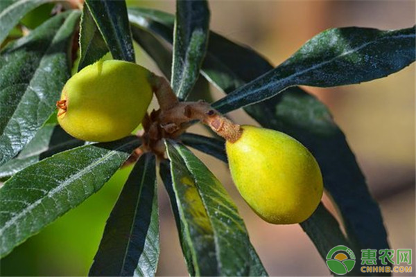 种植枇杷技术