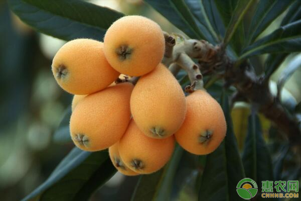 枇杷高产种植技术