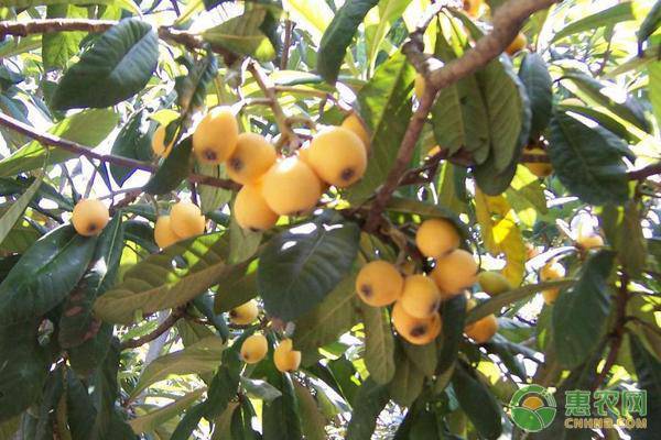 枇杷种植技术与管理