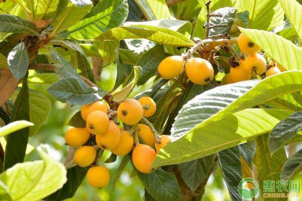 <a href='https://www.cnhnb.com/t/116750.html' class='j-href' target='_blank'><span style='color:#FF8001'>枇杷种植</span></a>技术与管理