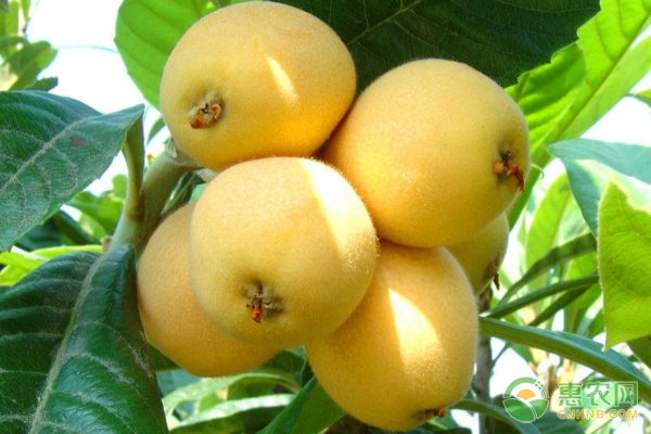 枇杷的功效作用及高产种植技术