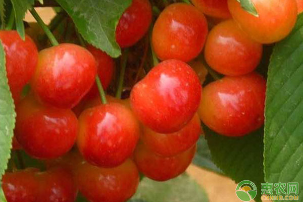 樱桃高产种植要点介绍