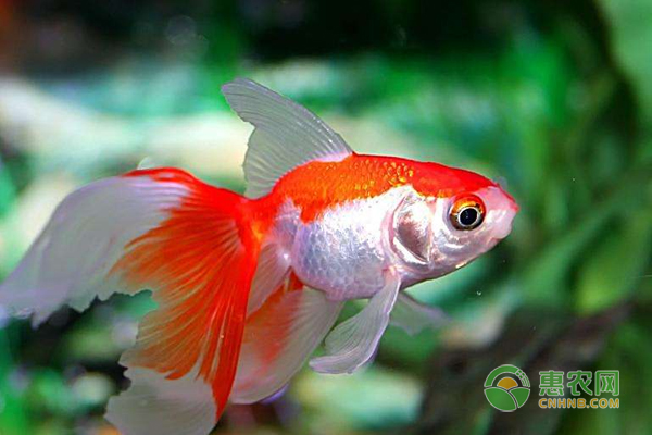 金鱼怎么繁殖？