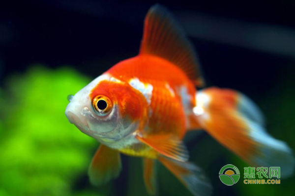 金鱼怎么繁殖？怎么喂养？