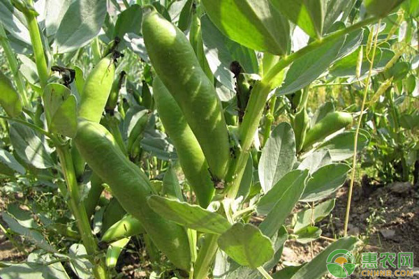 蚕豆怎么种植？蚕豆的种植要点详解