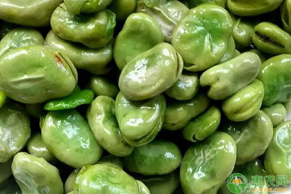 蚕豆怎么种植？蚕豆的种植要点详解