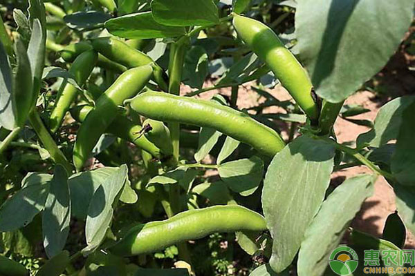 蚕豆家庭种植方法