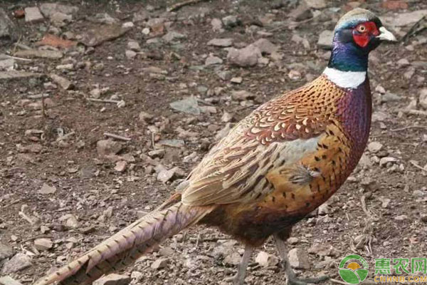 <a href='https://www.cnhnb.com/t/54755.html' class='j-href' target='_blank'><span style='color:#FF8001'>野鸡养殖</span></a>