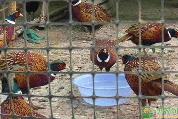 野鸡养殖事项