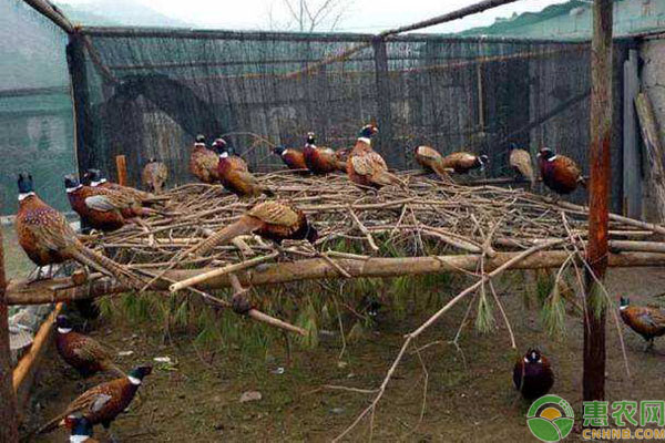 人工养殖野鸡要点