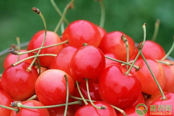 樱桃硬核期怎么管理？<a href='https://www.cnhnb.com/t/116320.html' class='j-href' target='_blank'><span style='color:#FF8001'>大棚樱桃</span></a>硬核期管理要点