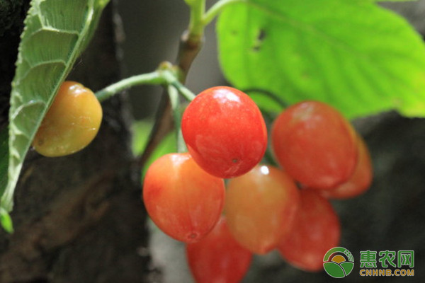 甜樱桃省力化无公害栽培技术