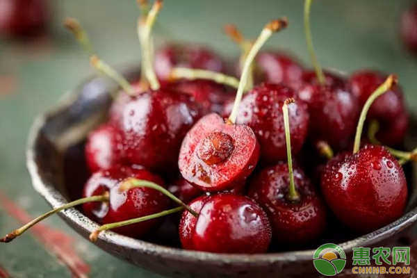 甜樱桃省力化无公害栽培技术