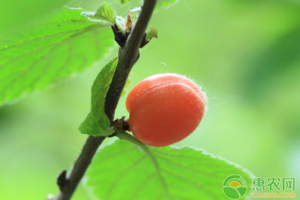 甜樱桃省力化无公害栽培技术