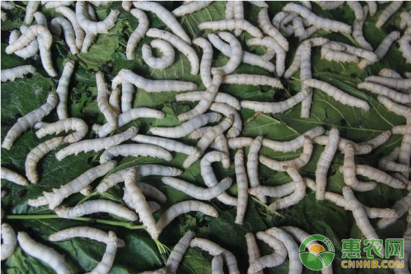 春季小蚕的饲养技术及管理要点