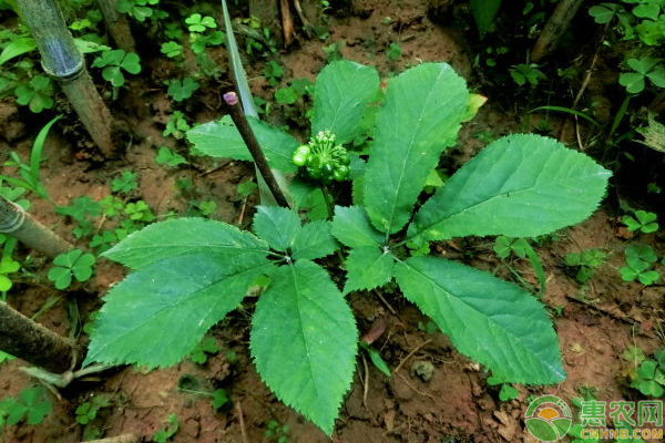 西洋参的功效与作用有哪些？如何种？