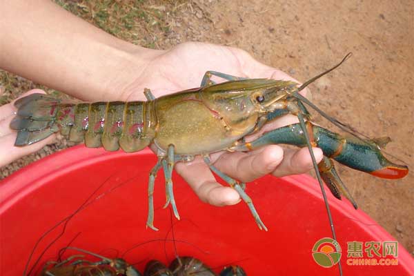 庐江县澳洲淡水龙虾池塘标准化养殖技术