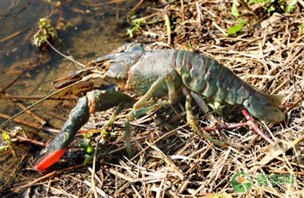 庐江县澳洲淡水龙虾池塘标准化养殖技术