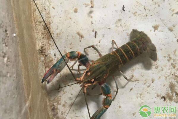 庐江县澳洲淡水龙虾池塘标准化养殖技术