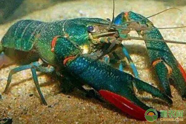 浙江省桐乡市澳洲淡水龙虾苗种培育及养殖管理