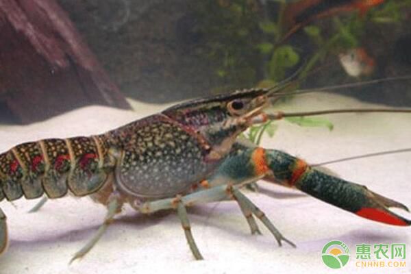 浙江省桐乡市澳洲淡水龙虾苗种培育及养殖管理