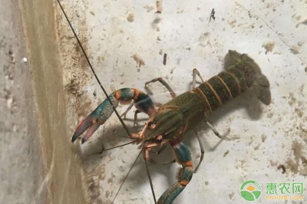 浙江省桐乡市澳洲淡水龙虾苗种培育及养殖管理
