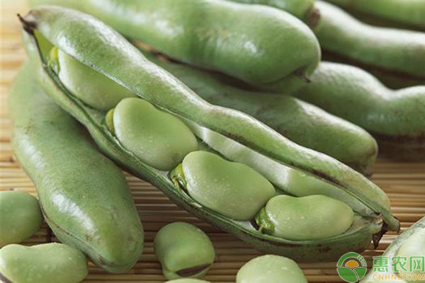 蚕豆种植