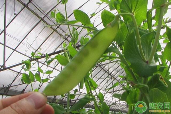 豌豆种植方法