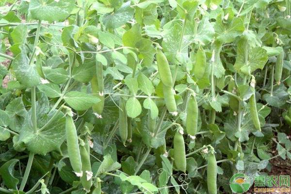 豌豆套作的好处及技术要点