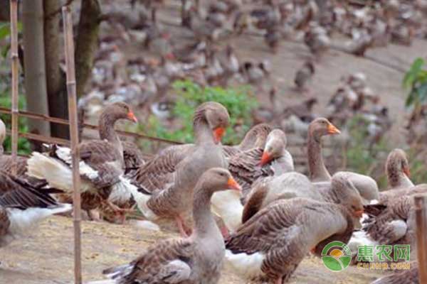 种鹅怎么饲养管理？种鹅养殖管理技术