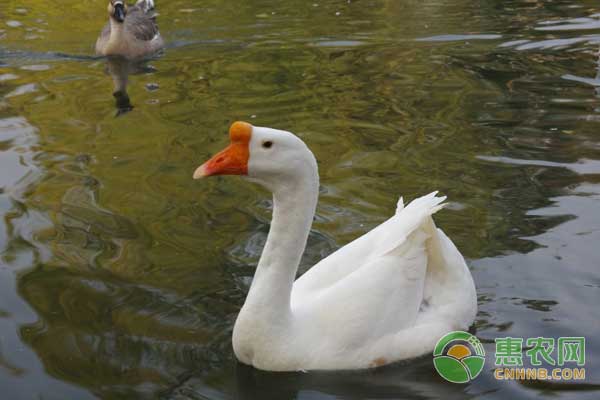 种鹅怎么饲养管理？种鹅养殖管理技术