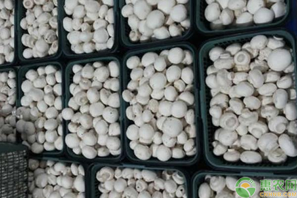 双孢蘑菇怎么栽培？皇竹草栽培双孢蘑菇的技巧
