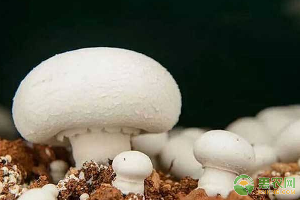 双孢蘑菇有哪些功效作用？双孢蘑菇种植技术