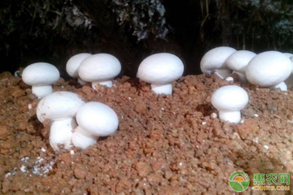 双孢蘑菇有哪些功效作用？双孢蘑菇种植技术