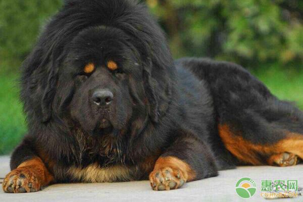 藏獒患病犬、疑似感染犬、假定健康犬隔离管理措施