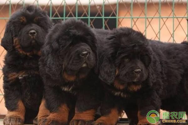 藏獒患病犬、疑似感染犬、假定健康犬隔离管理措施