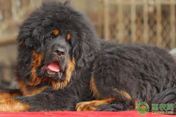 藏獒患病犬、疑似感染犬、假定健康犬隔离管理措施