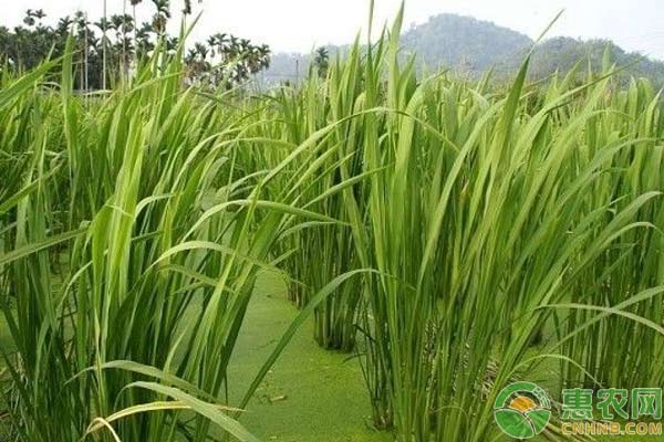 田里走出致富路：茭白种植技术