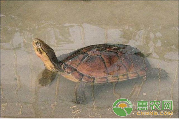 石金钱龟