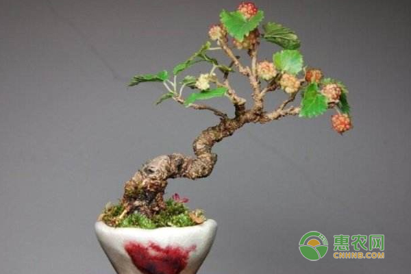 盆栽果桑简易<a href='https://www.cnhnb.com/t/31411.html' class='j-href' target='_blank'><span style='color:#FF8001'>栽培技术</span></a>